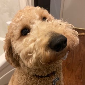 Meet your Posher, Mattie